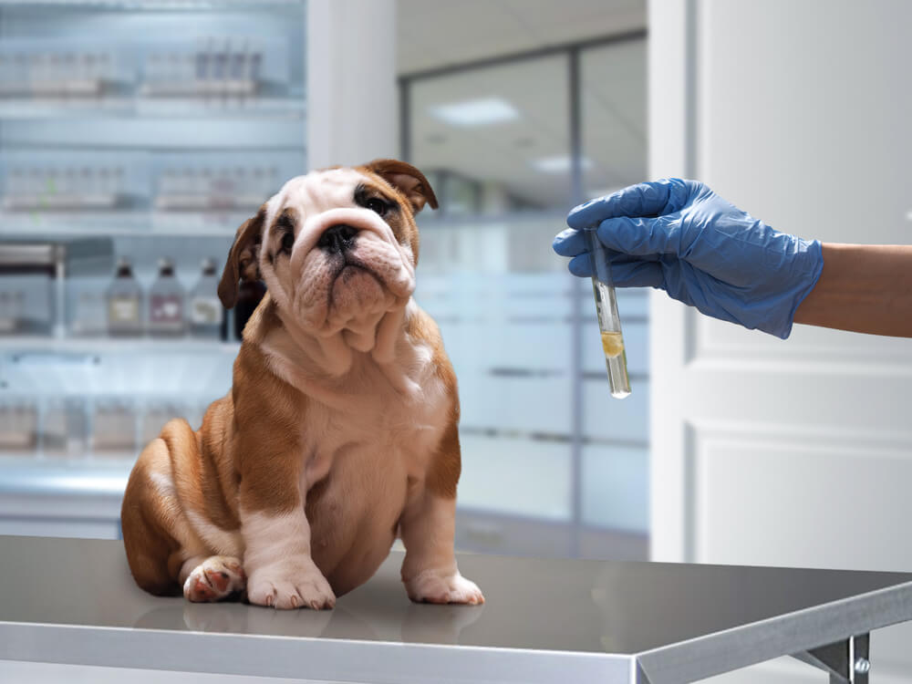 onsite diagnostics for pets