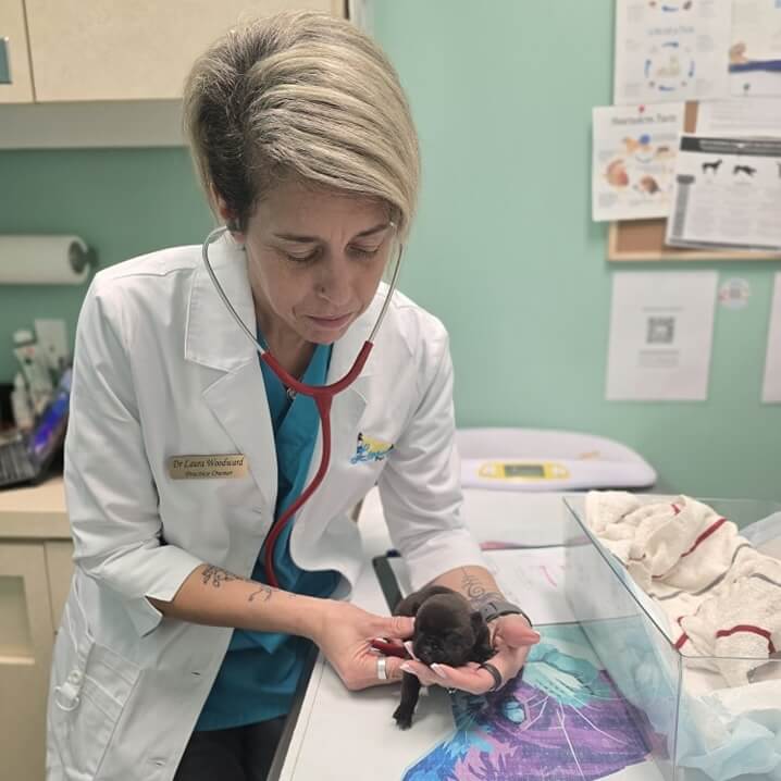 Puppy Checkup in Lehigh Acres, FL