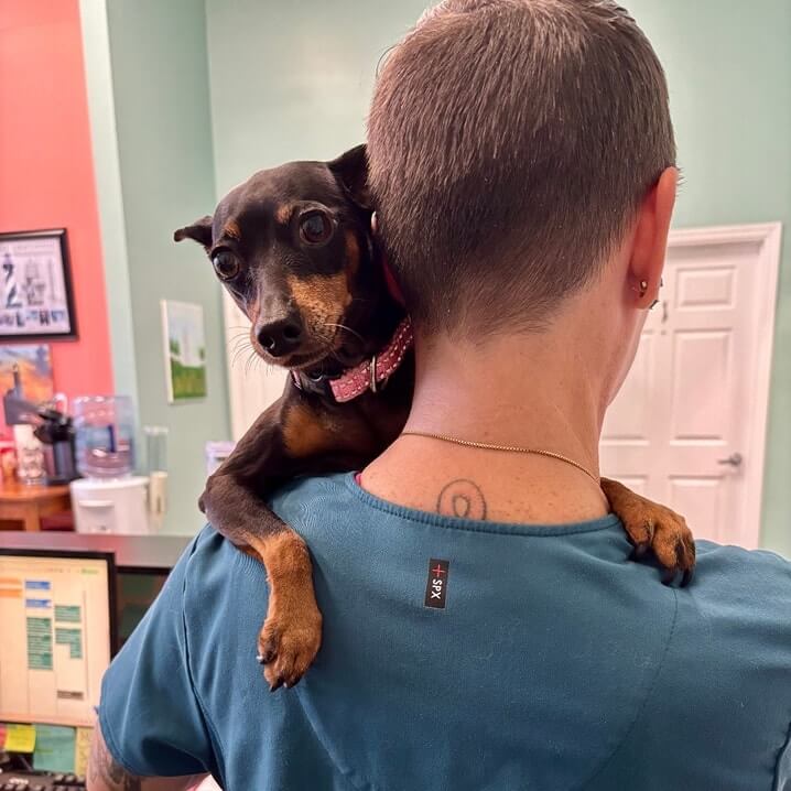 Veterinary Exam in Lehigh Acres, FL